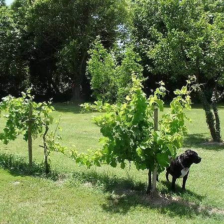 Bed & Breakfast Mas De Bouvet En Camargue *
